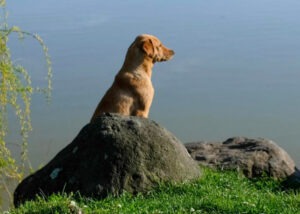 Об отравлении животных крысиным ядом сообщают в соцсетях