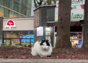 А этот котик — friendly или нет? Тбилисская версия